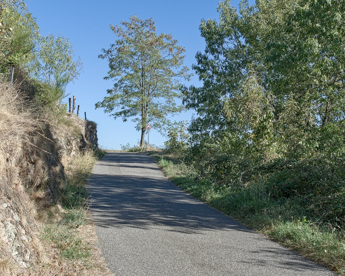 Montpezat sous Bauzon - L'arbre